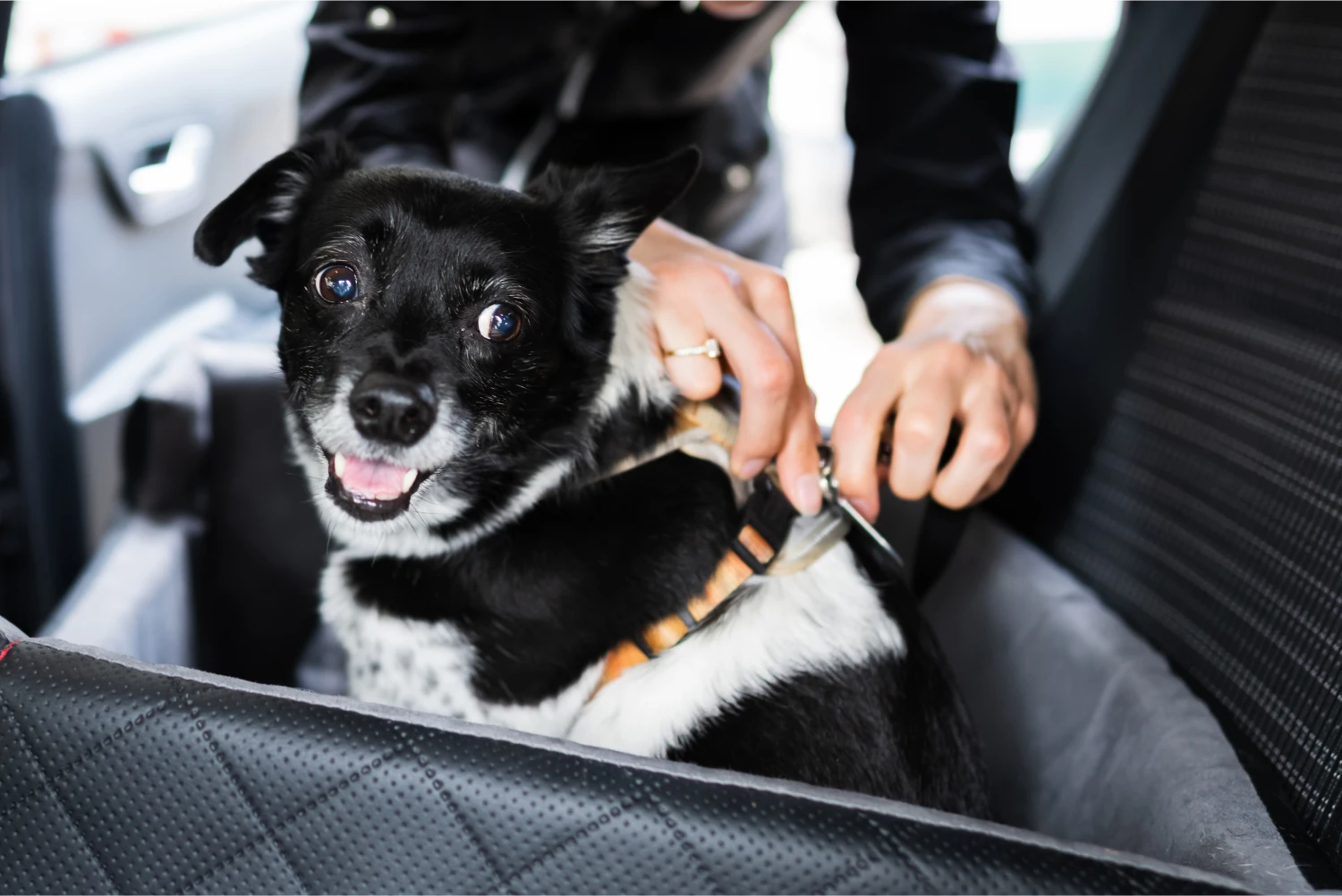 Chevrolet Camaro Dog Car Seat Belt for Miniature Schnauzers