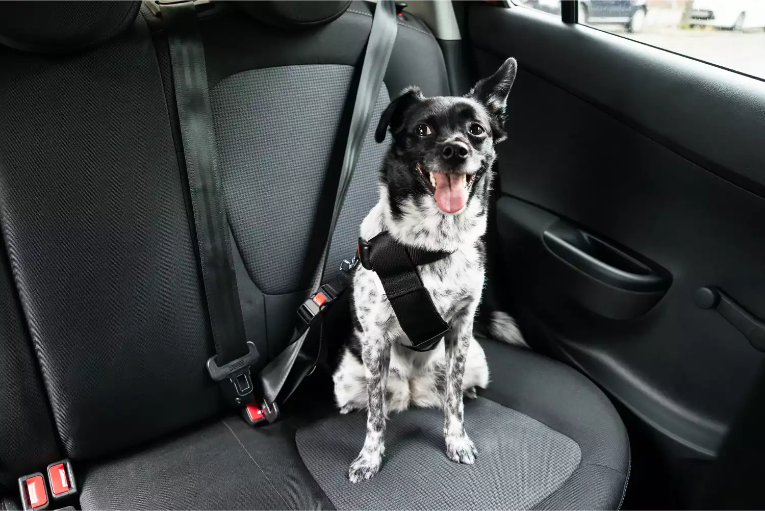 Chevrolet Camaro Dog Car Seat Belt for Miniature Schnauzers